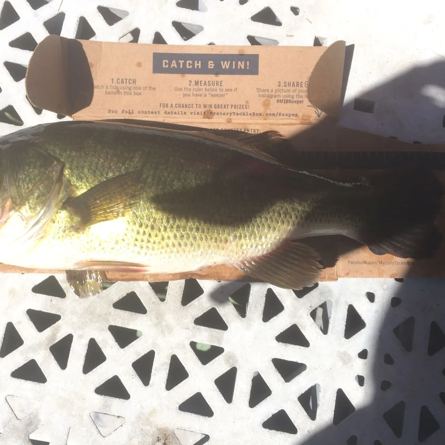 recently logged catches