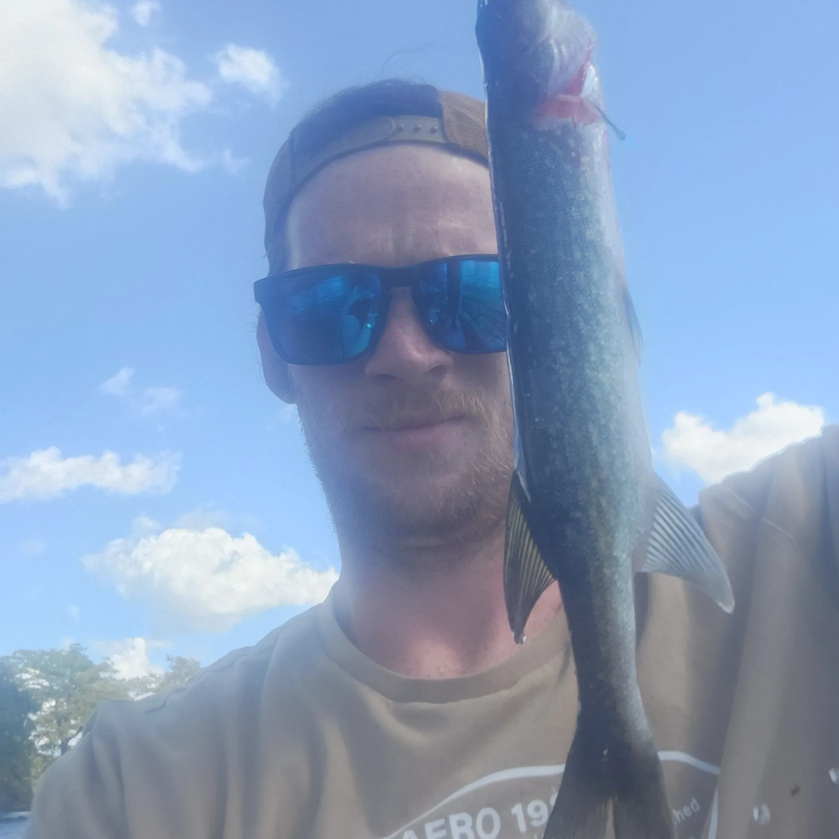 Chain pickerel caught on Fishbrain