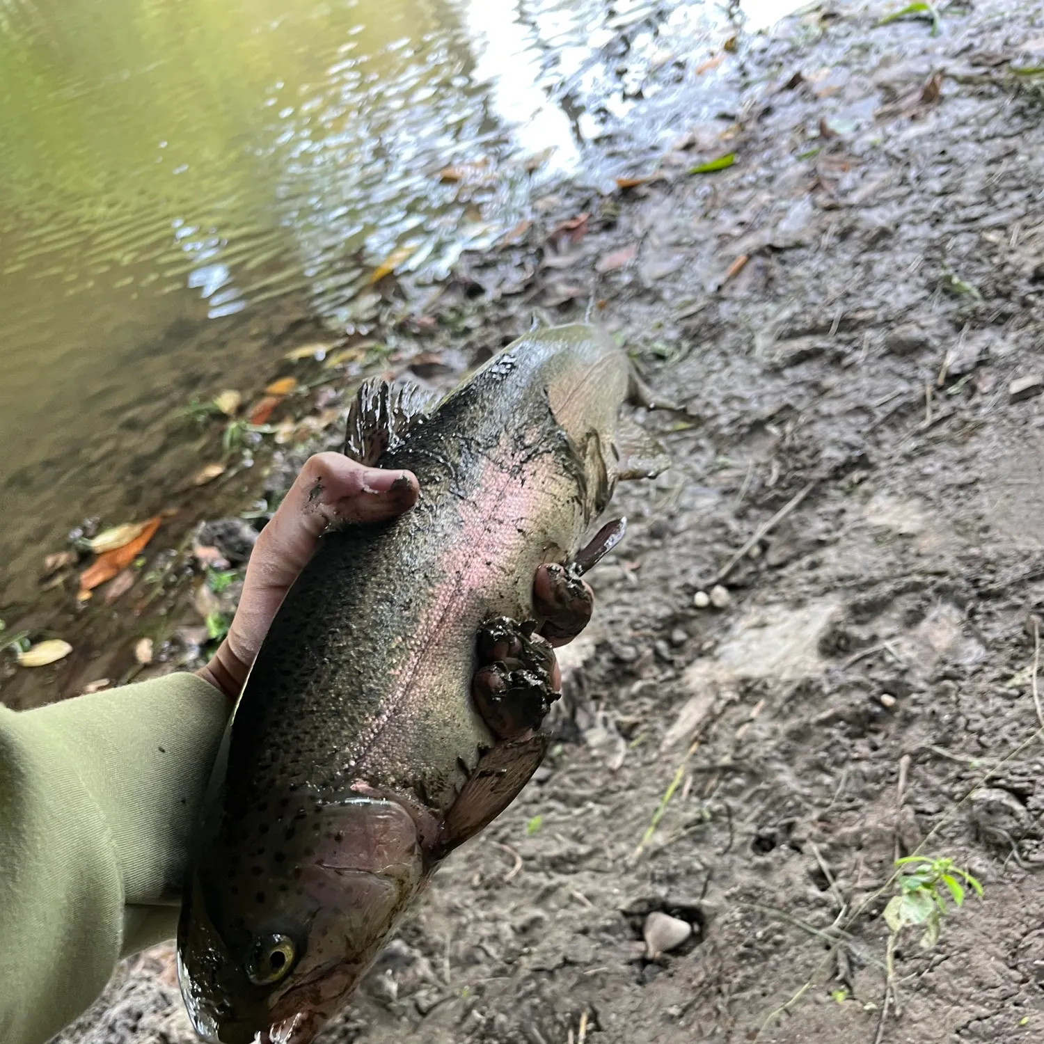 Rainbow trout caught on Fishbrain
