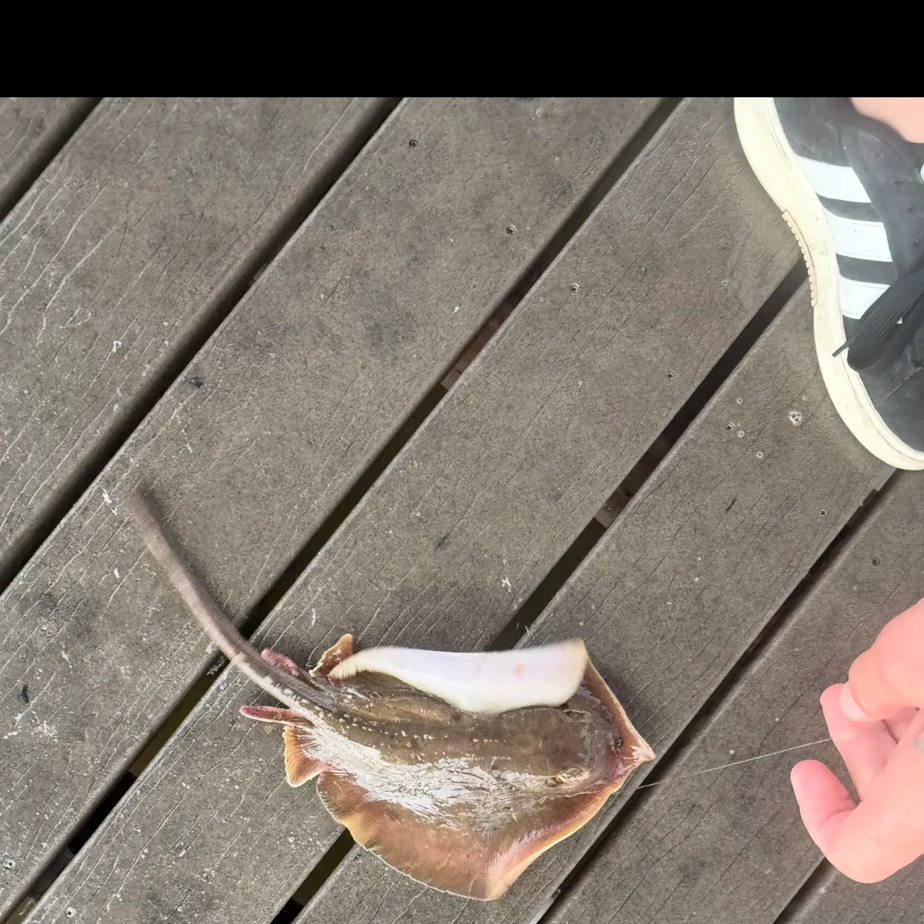 The most recent Blue skate catches on Fishbrain