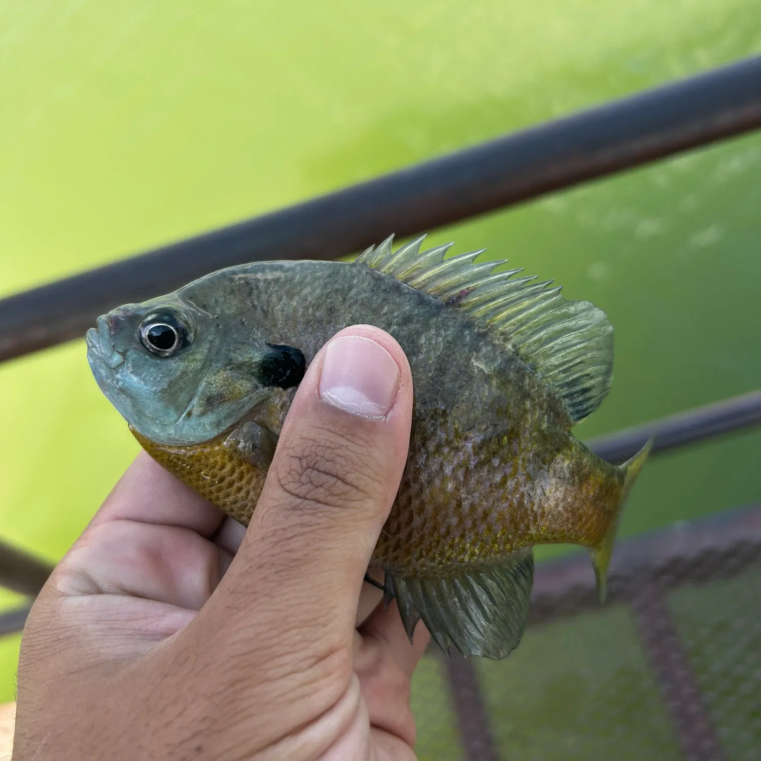 Bluegill caught on Fishbrain