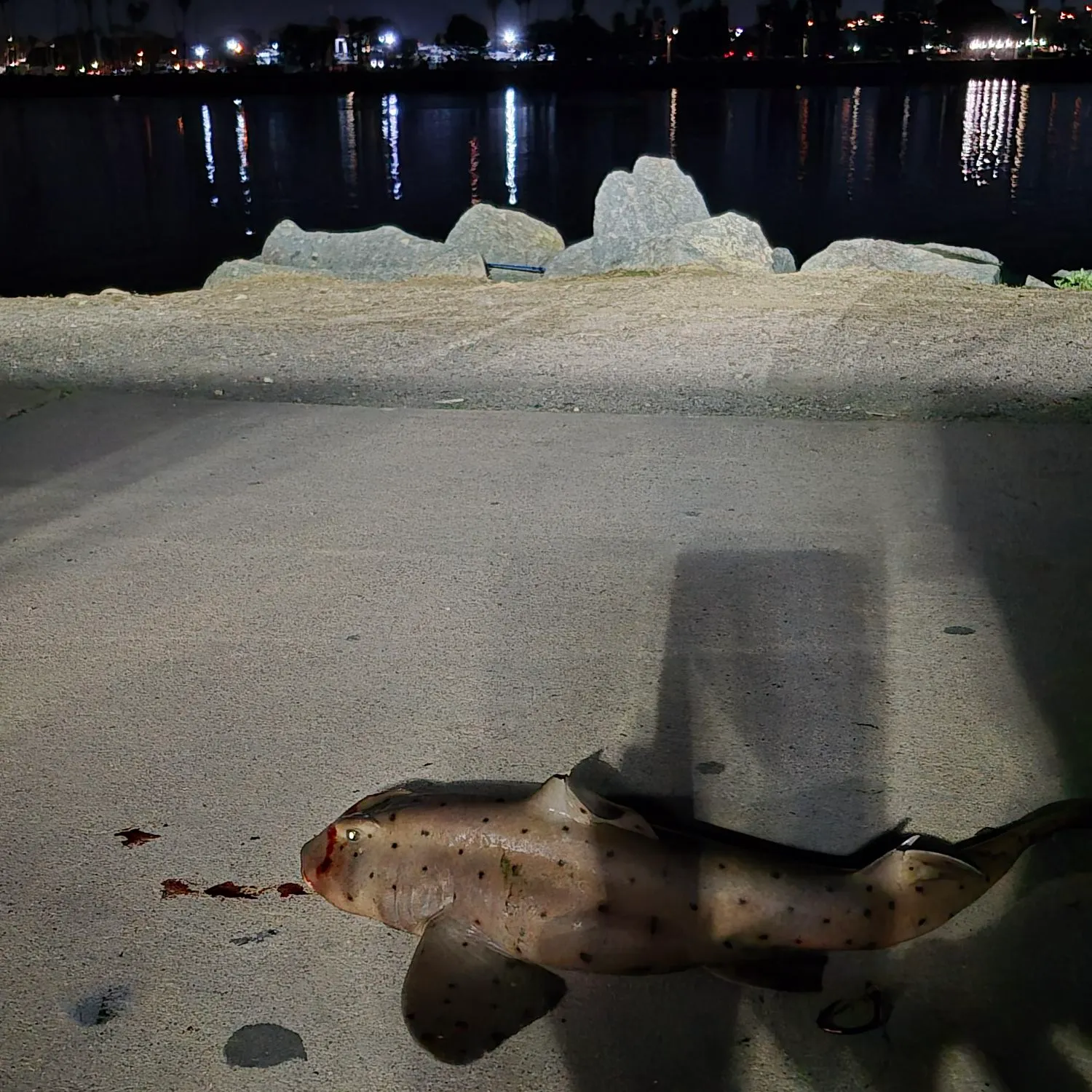 The most recent Horn shark catches on Fishbrain