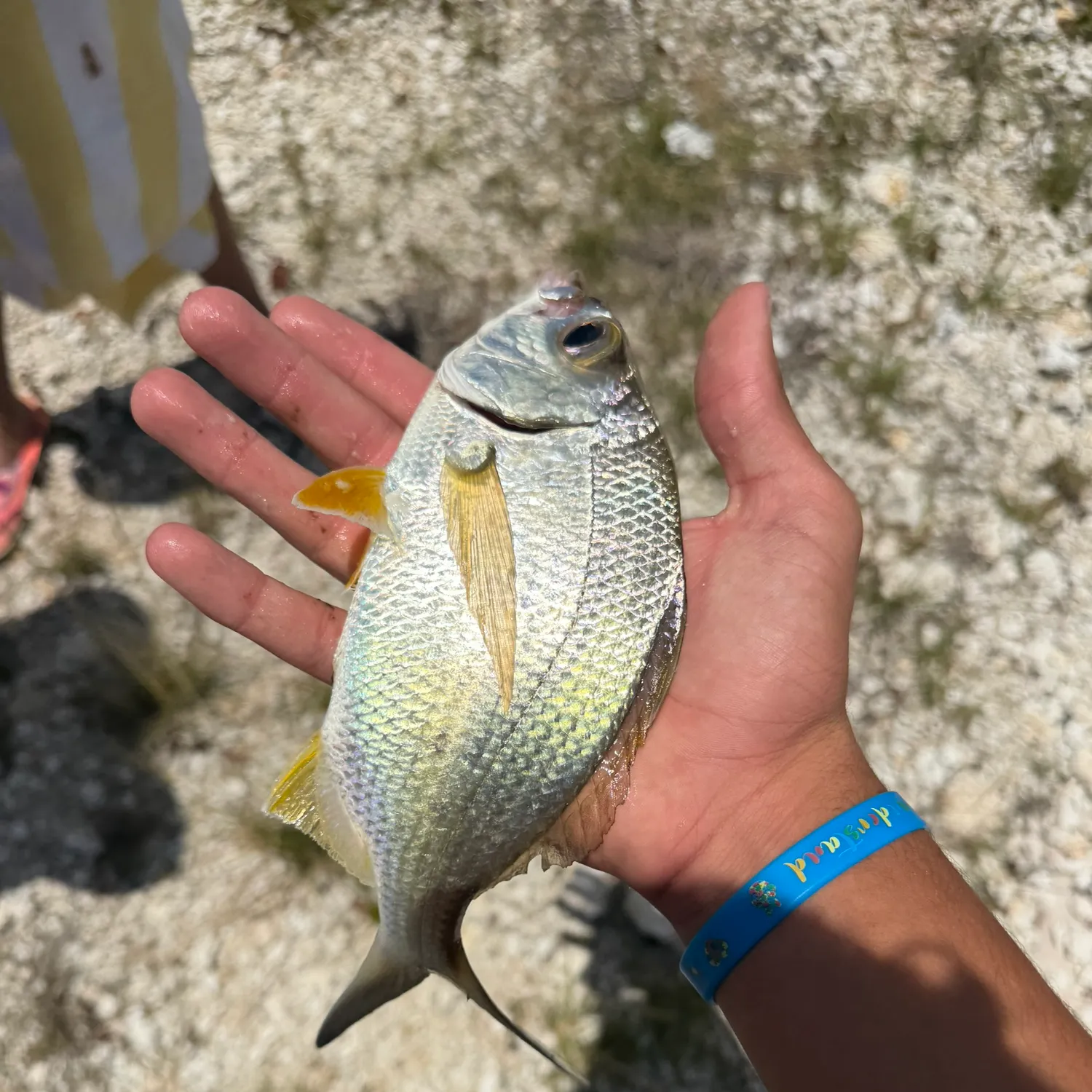 The most recent Yellowfin mojarra catches on Fishbrain