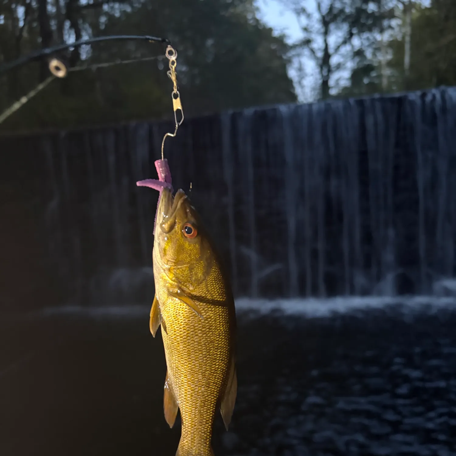 Smallmouth bass caught on Fishbrain