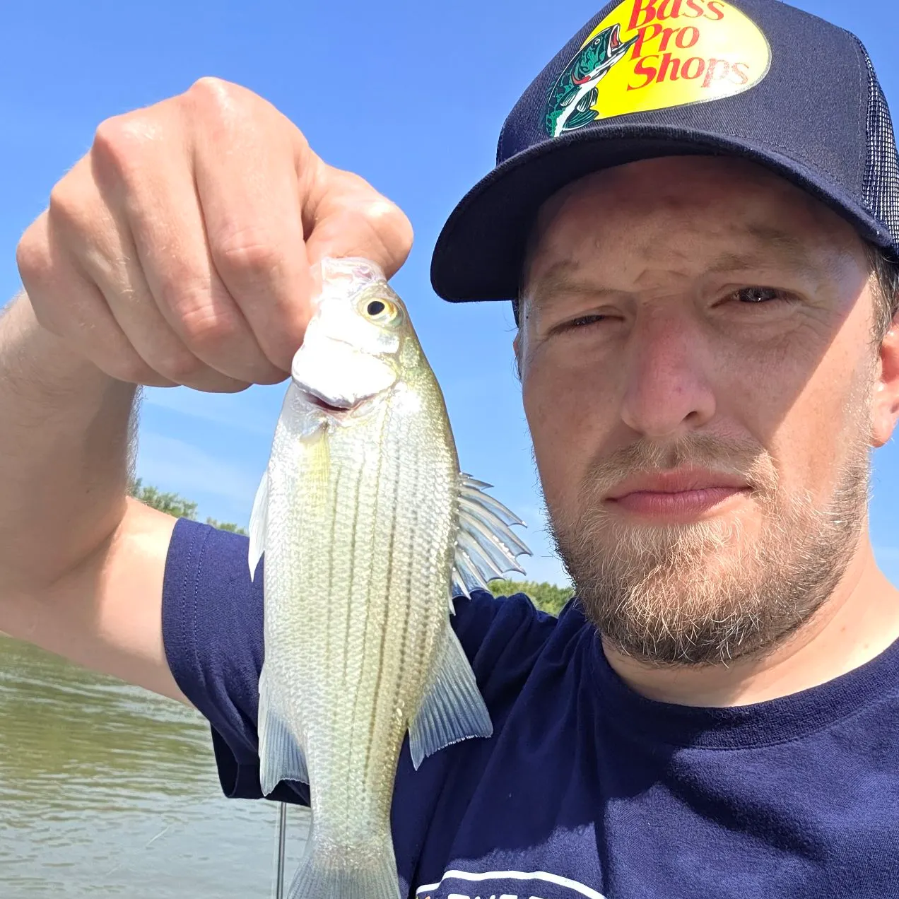 White bass caught on Fishbrain