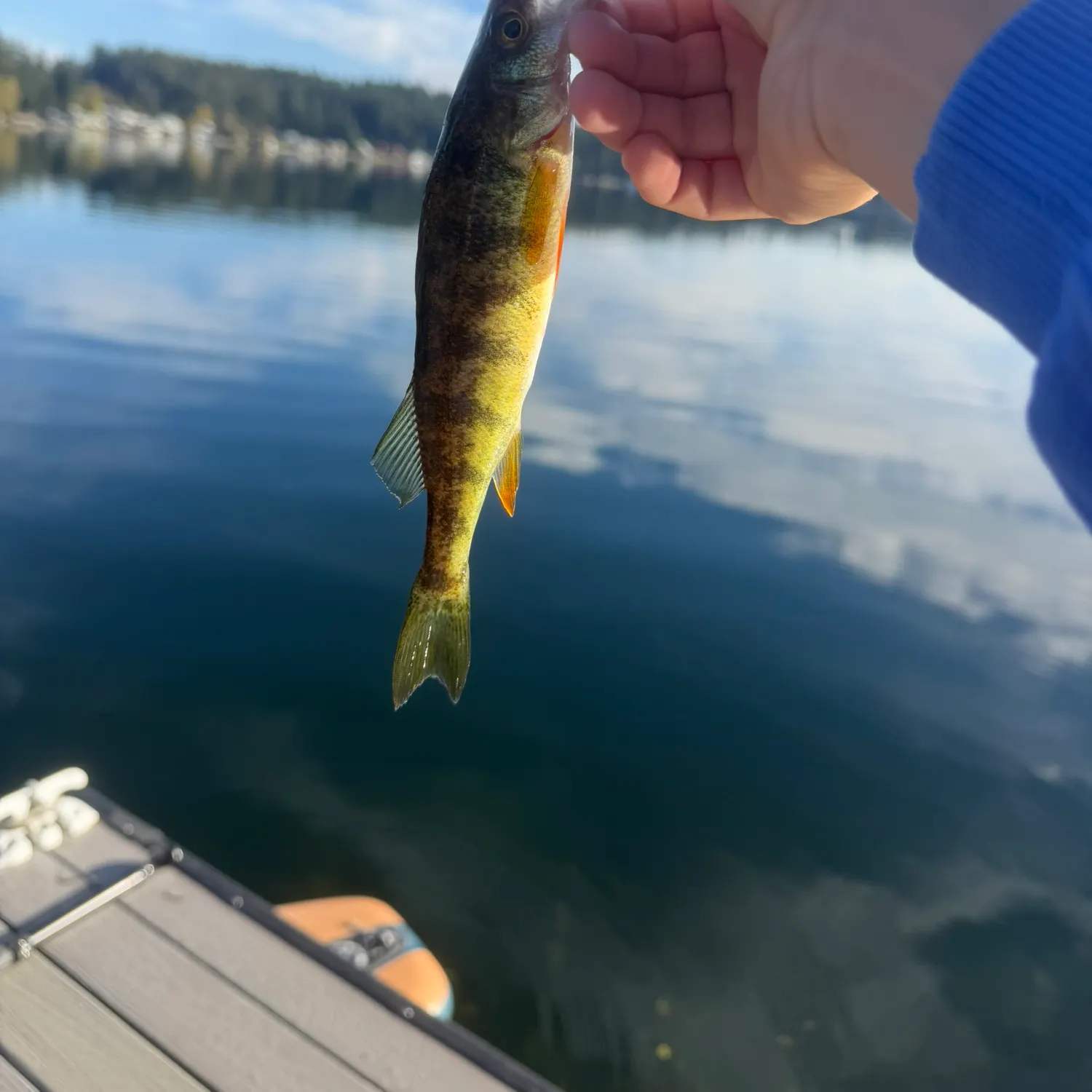 Yellow perch caught on Fishbrain