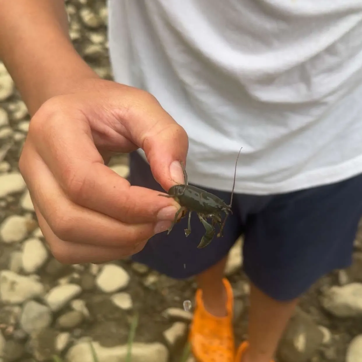 Signal crayfish caught on Fishbrain