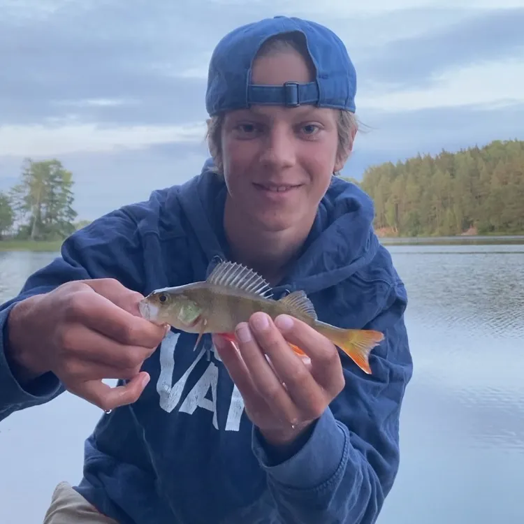 European perch caught on Fishbrain