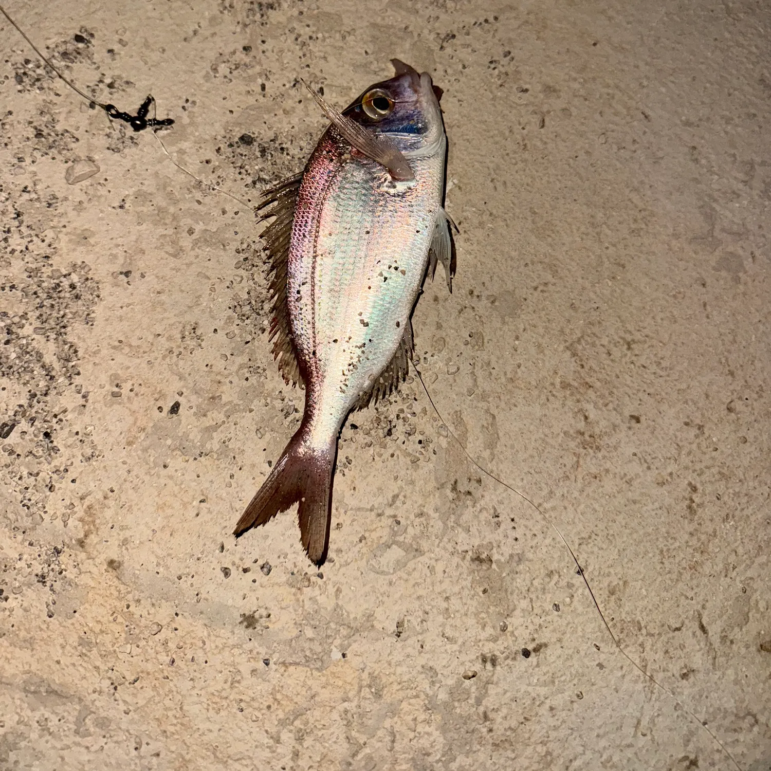 The most recent Common pandora catches on Fishbrain