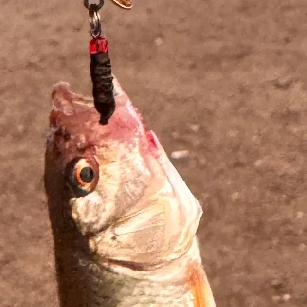 The most recent Opsariichthys bidens catches on Fishbrain