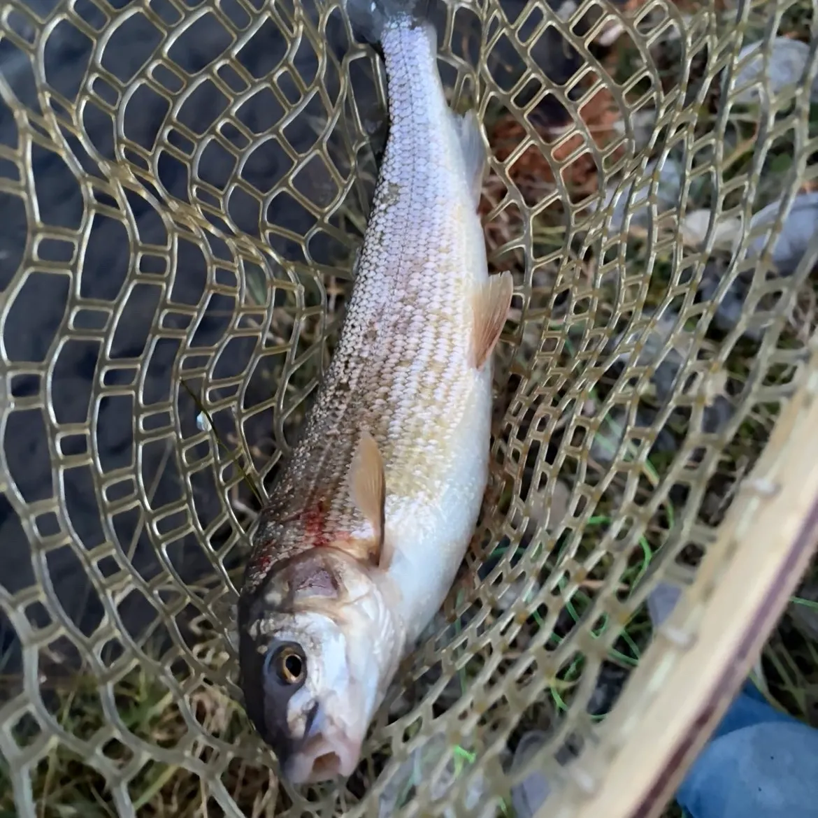 Mountain whitefish caught on Fishbrain
