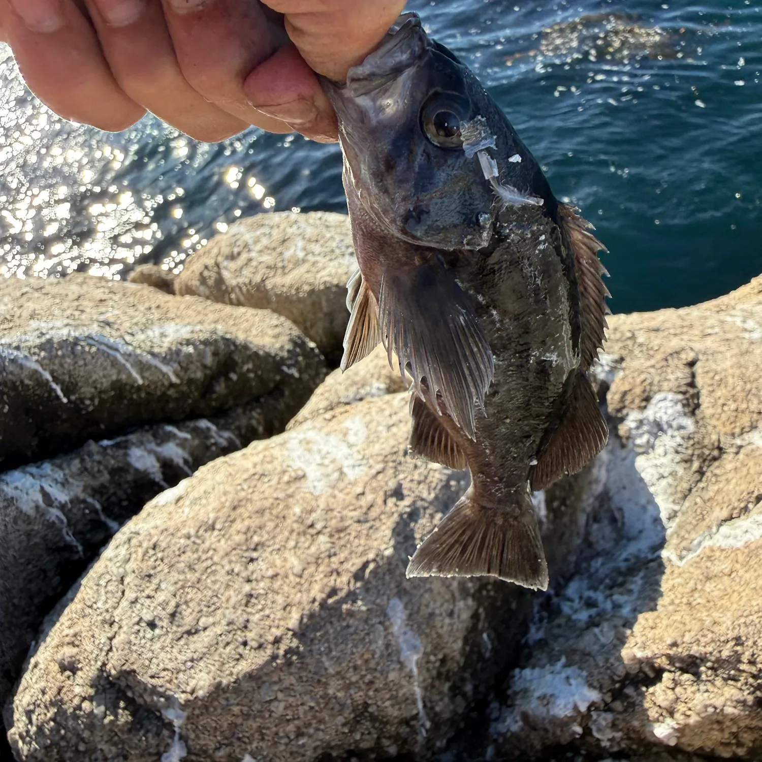 Blue rockfish caught on Fishbrain