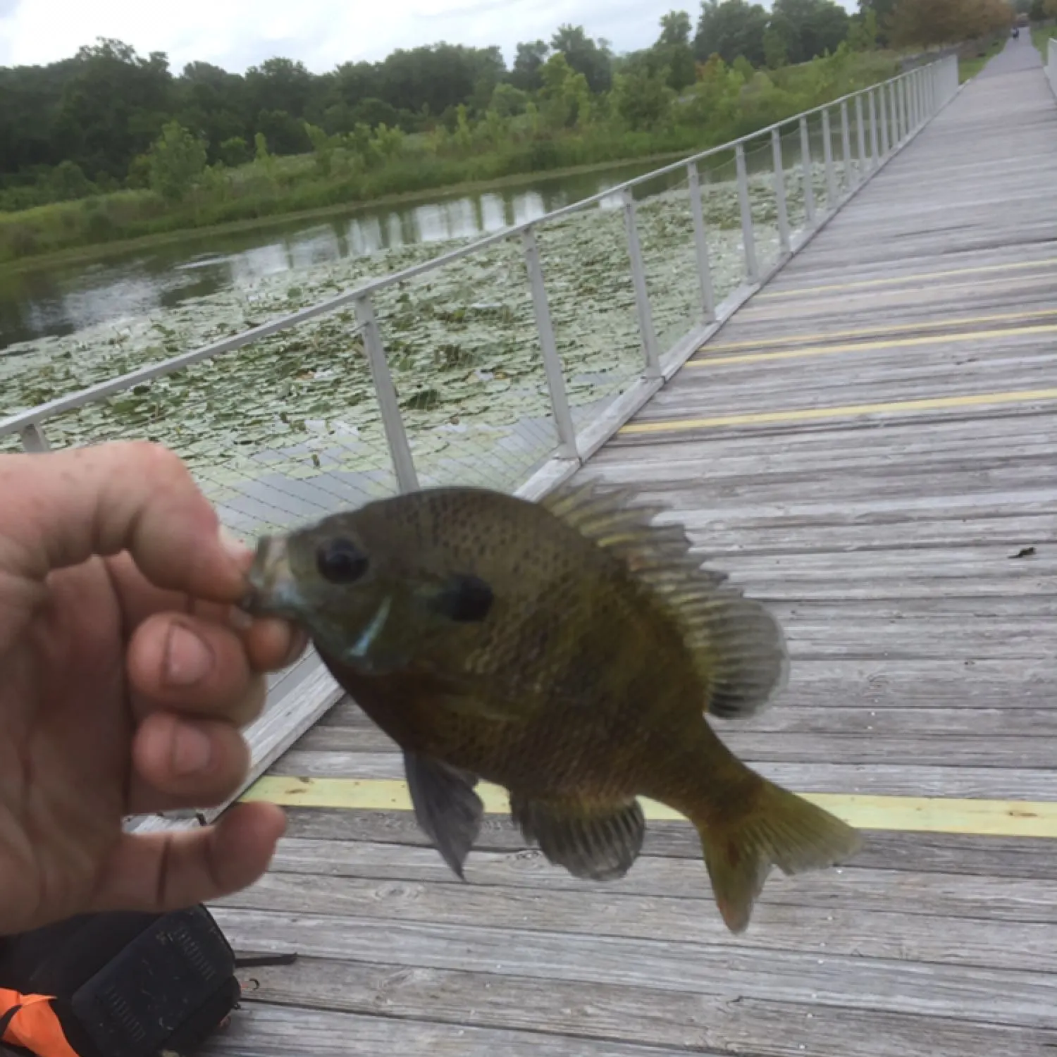 recently logged catches