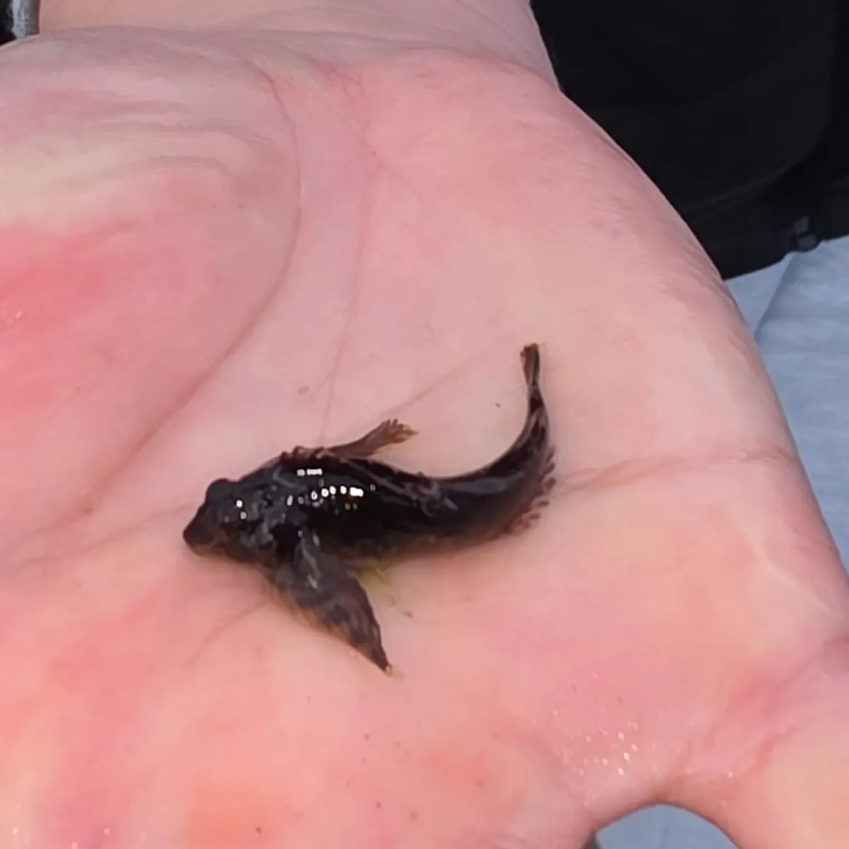 The most recent Plain sculpin catches on Fishbrain