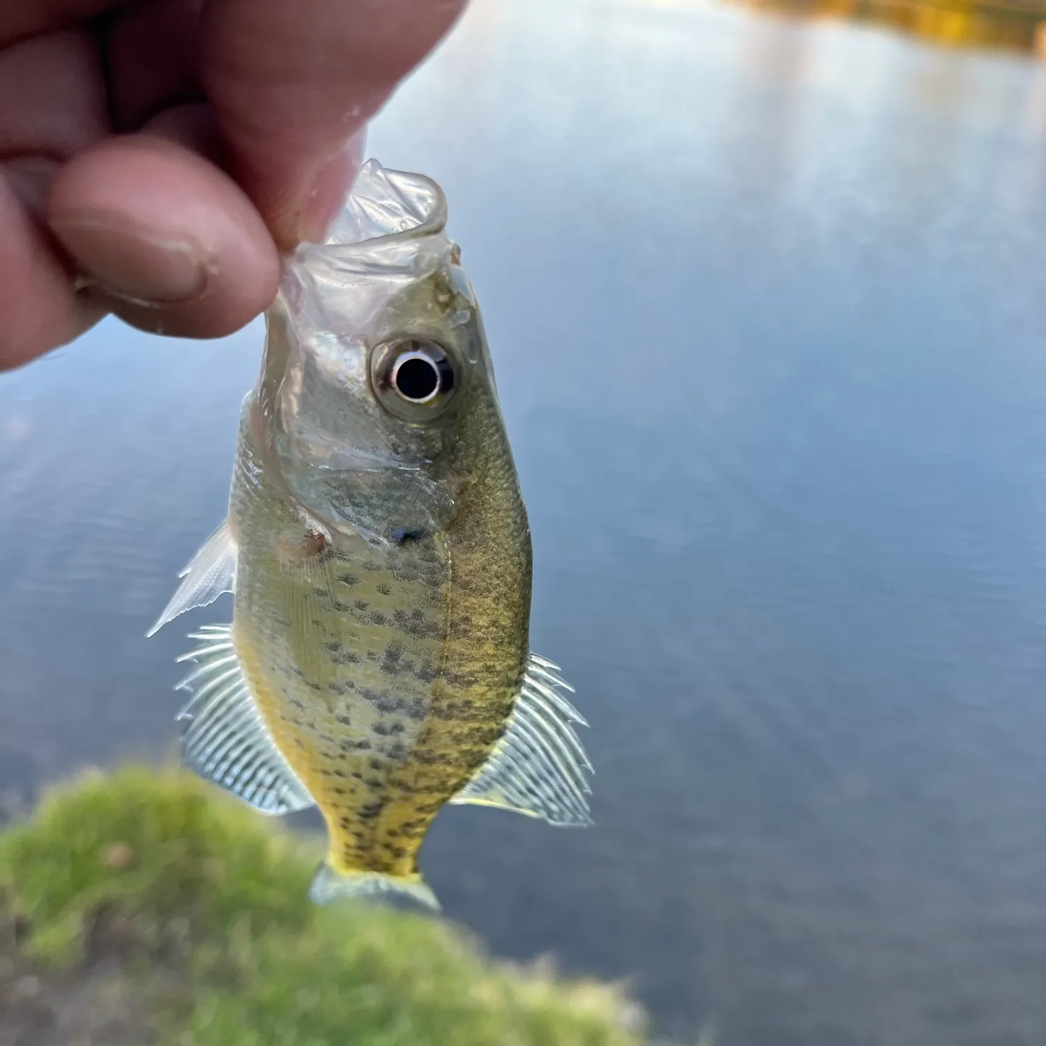 White crappie caught on Fishbrain