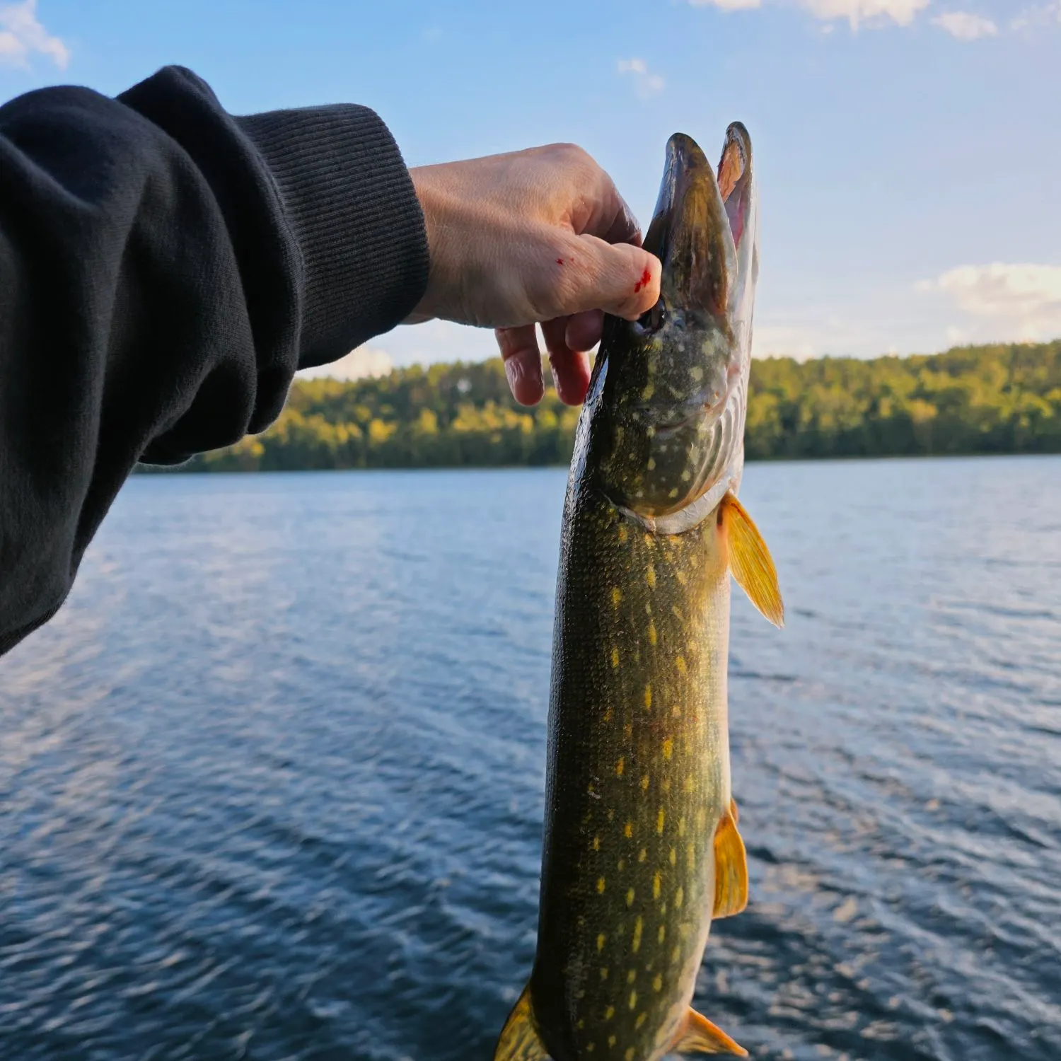 Northern pike caught on Fishbrain