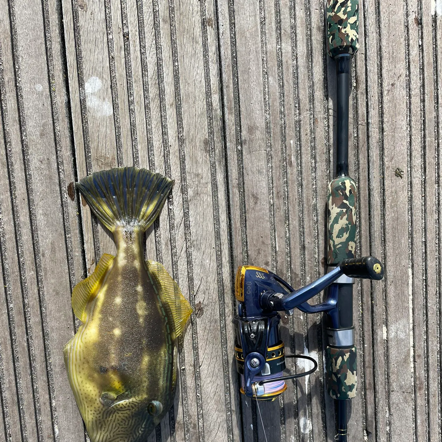 recently logged catches