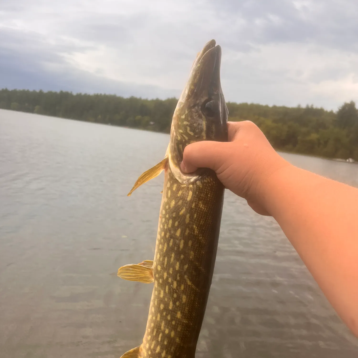 Northern pike caught on Fishbrain