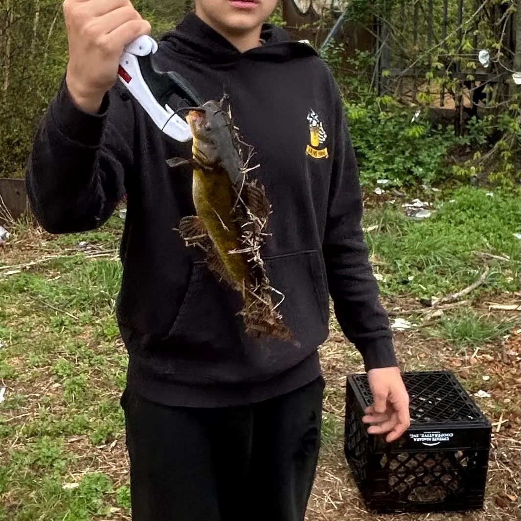 The most recent Flat bullhead catches on Fishbrain