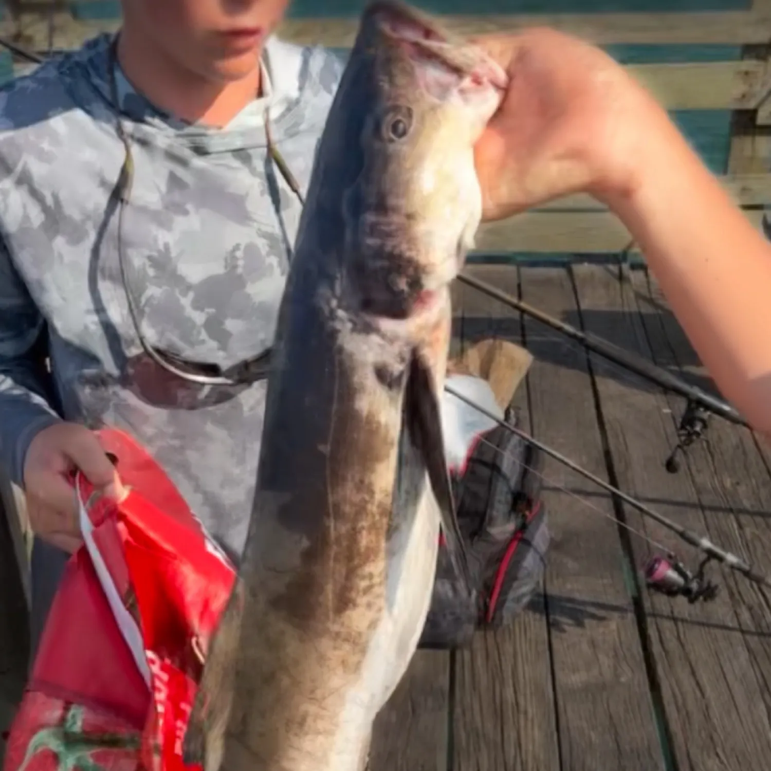 The most recent Cobia catches on Fishbrain