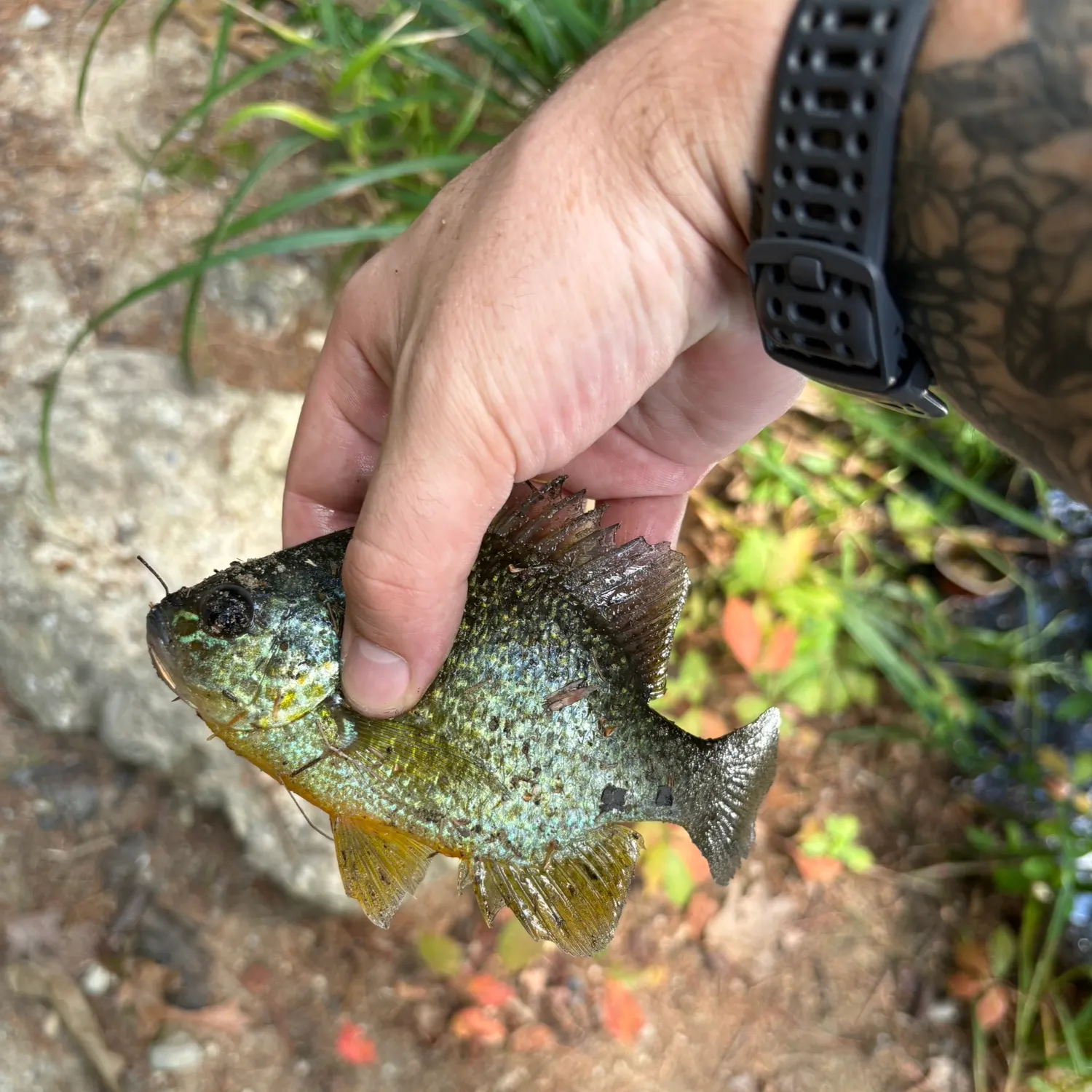 Greengill hybrid caught on Fishbrain