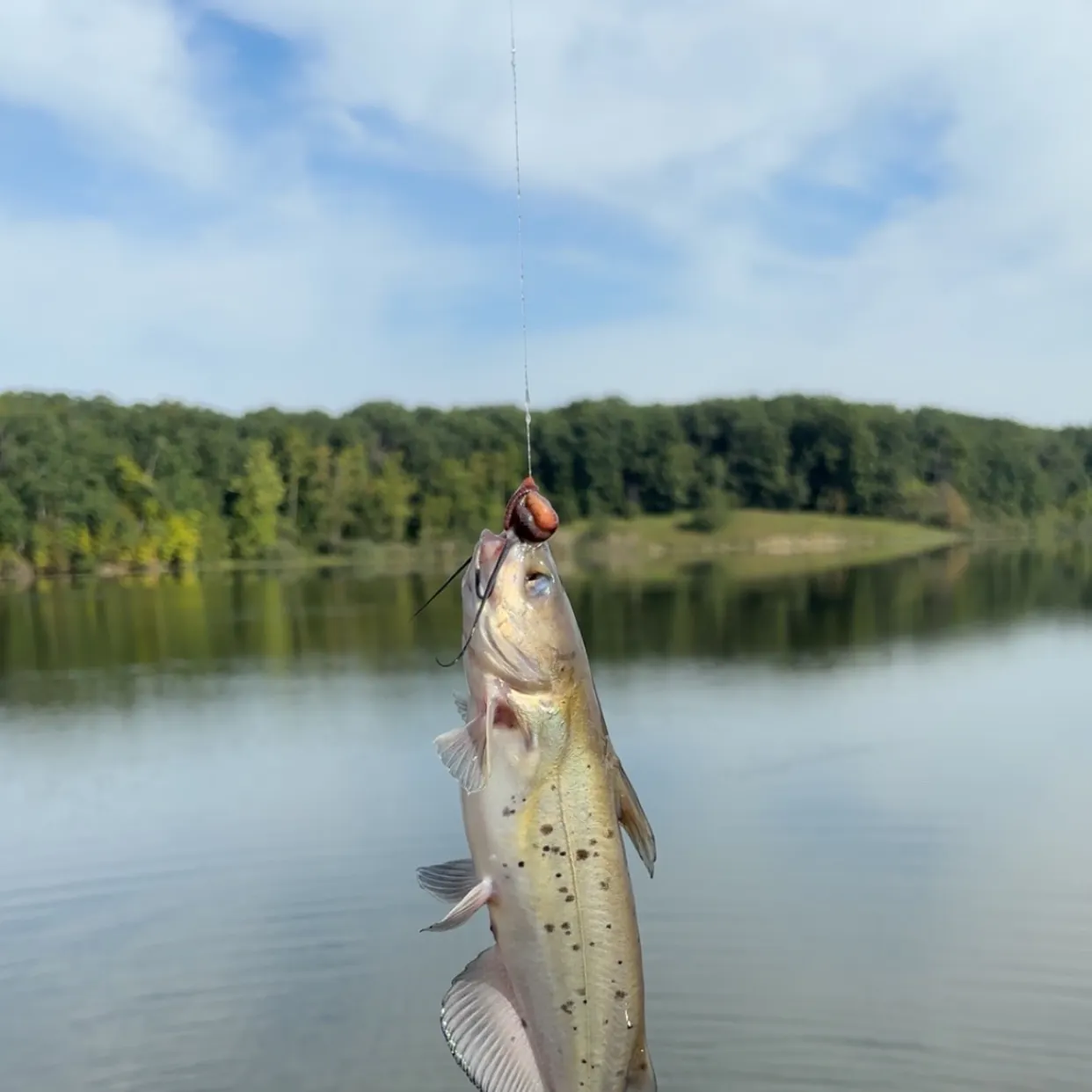 Channel catfish caught on Fishbrain