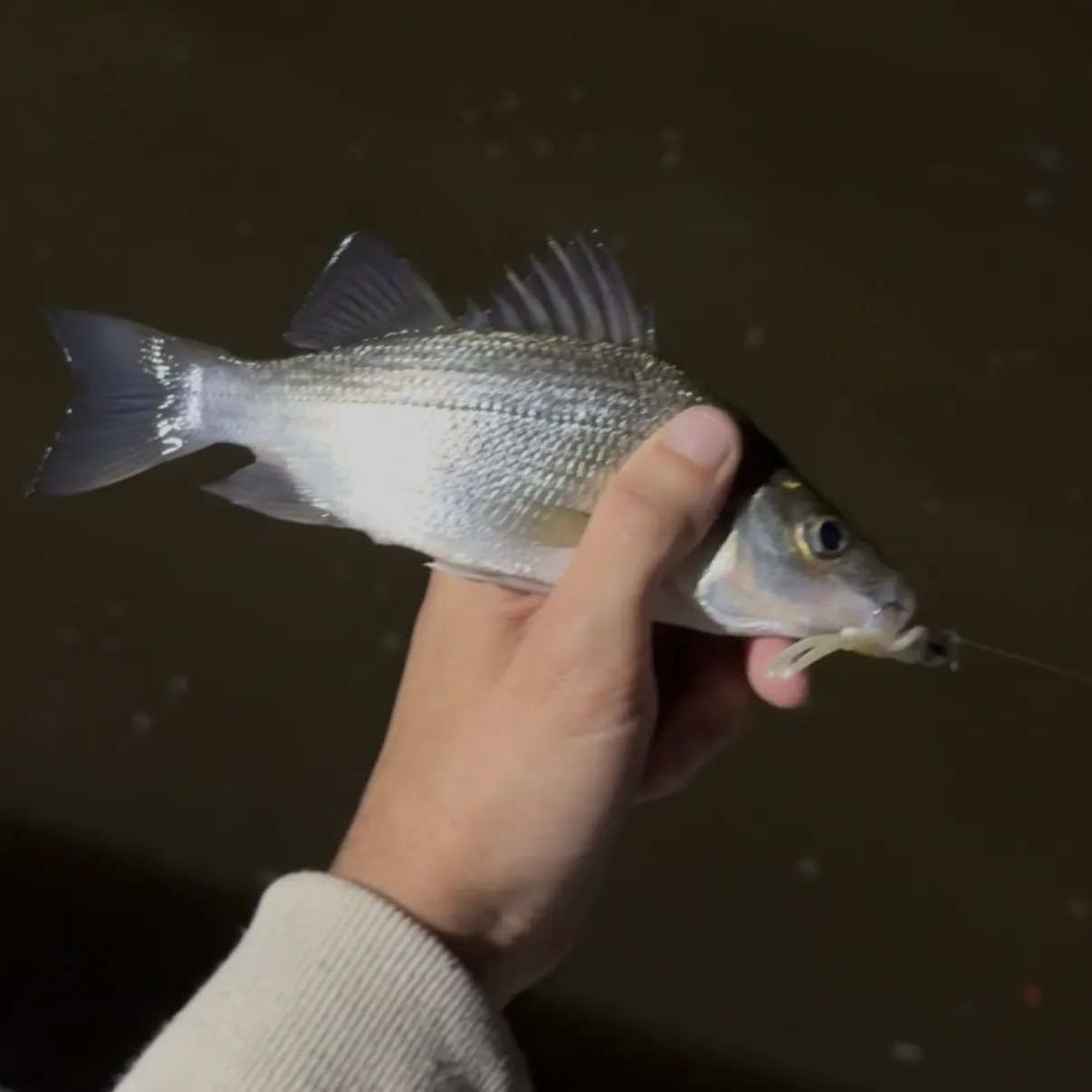White perch caught on Fishbrain