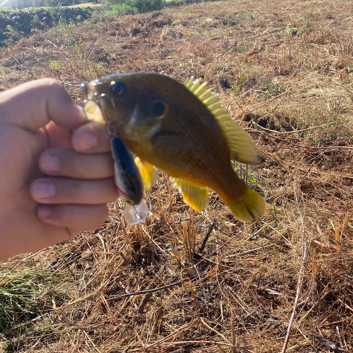 Green sunfish caught on Fishbrain