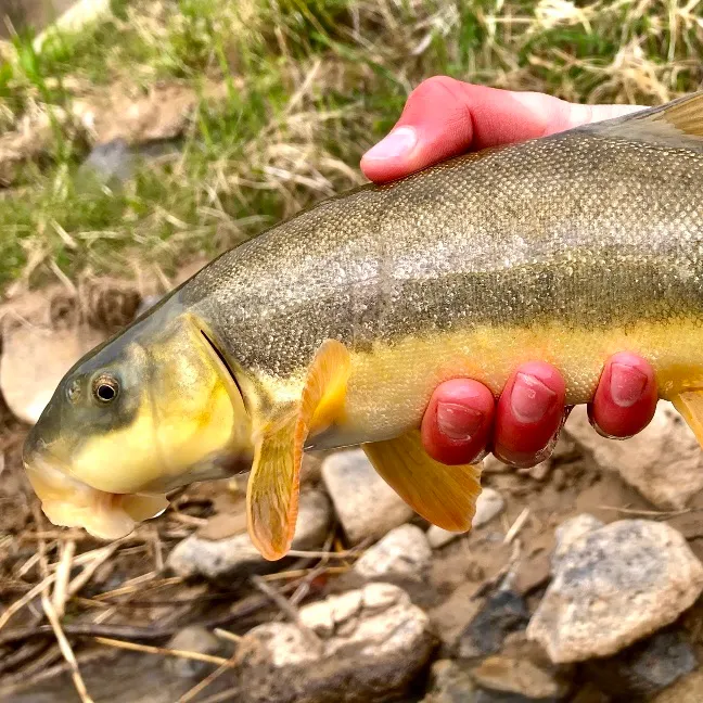 The most recent Flannelmouth sucker catches on Fishbrain