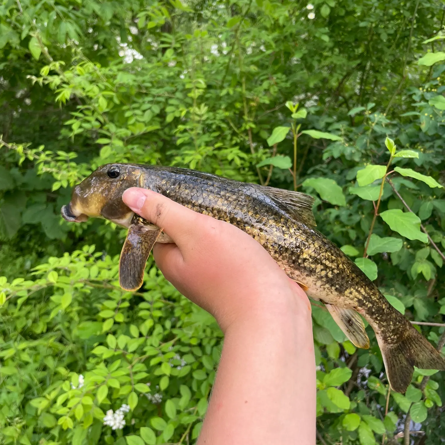 most liked catch image