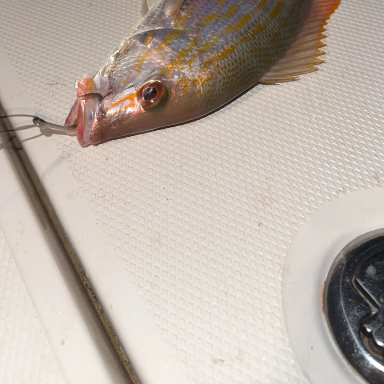 The most recent Lane snapper catches on Fishbrain