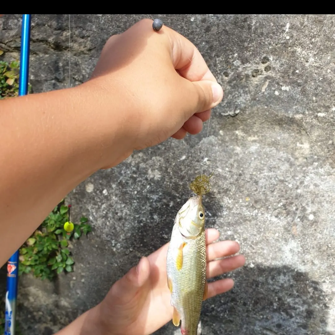 European chub caught on Fishbrain