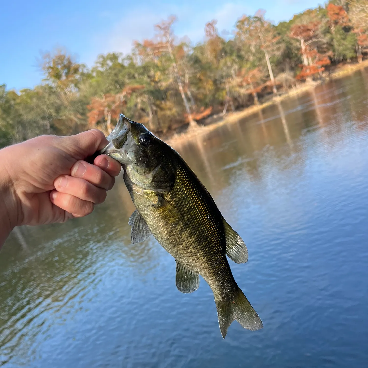 The most recent Suwannee bass catches on Fishbrain