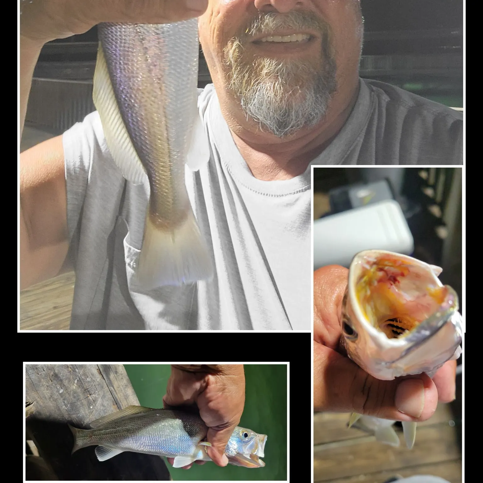 Sand seatrout caught on Fishbrain