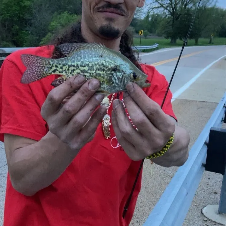 The most recent Pumpkinseed x green sunfish catches on Fishbrain