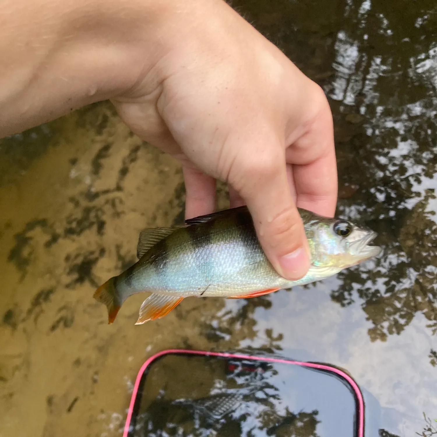 European perch caught on Fishbrain