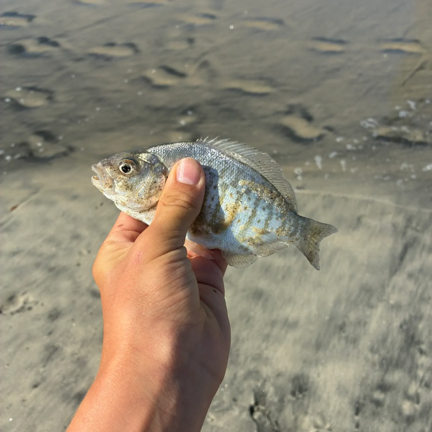 Barred surfperch caught on Fishbrain