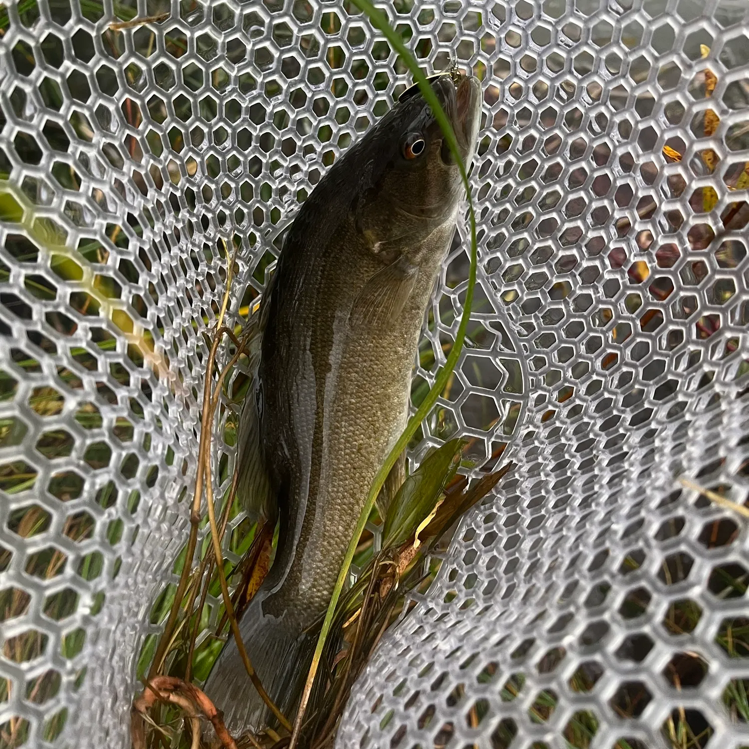 Common carp caught on Fishbrain