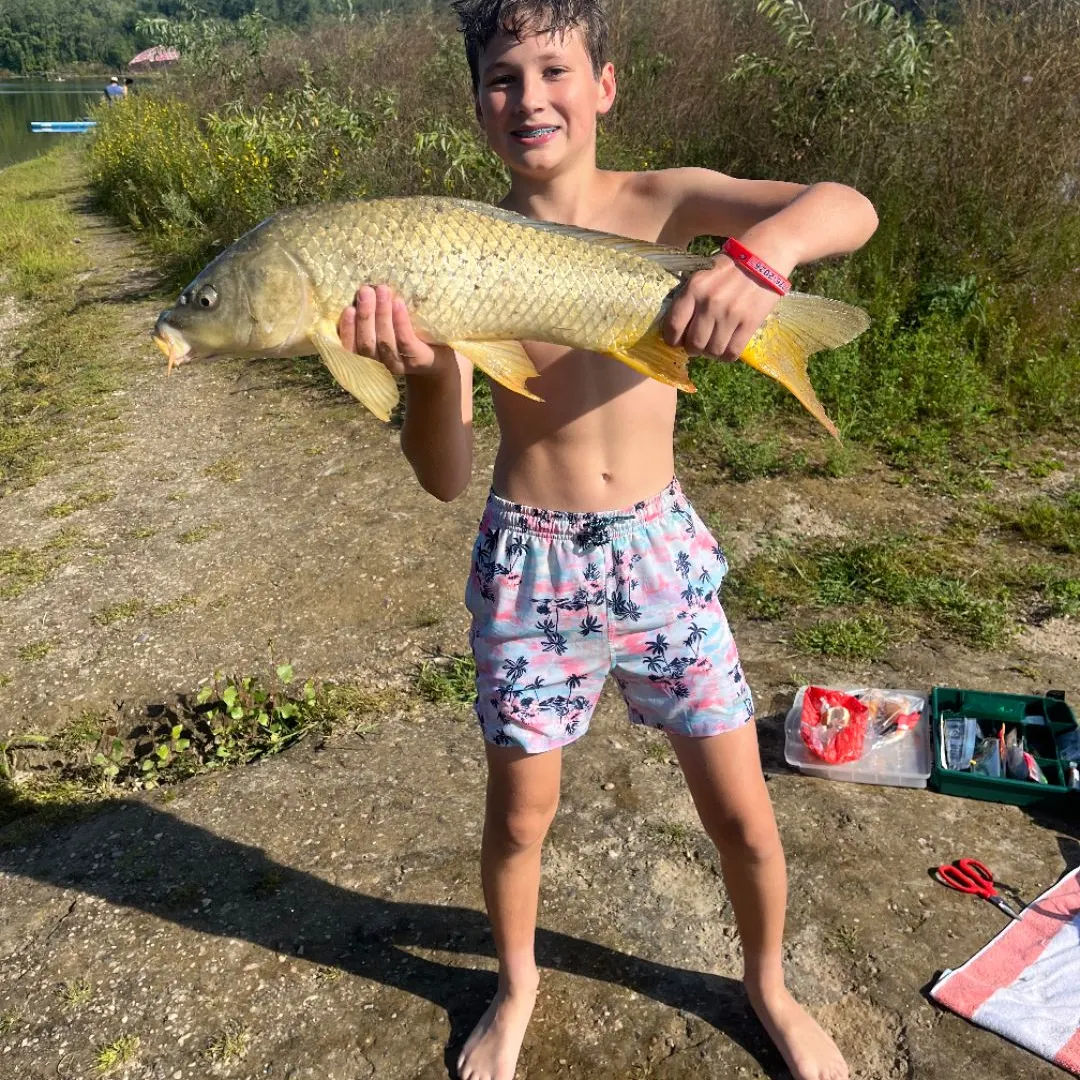 Common carp caught on Fishbrain