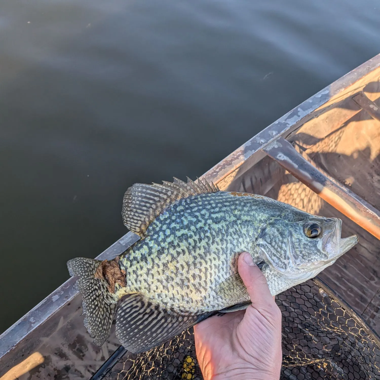 The most recent Pumpkingill hybrid catches on Fishbrain