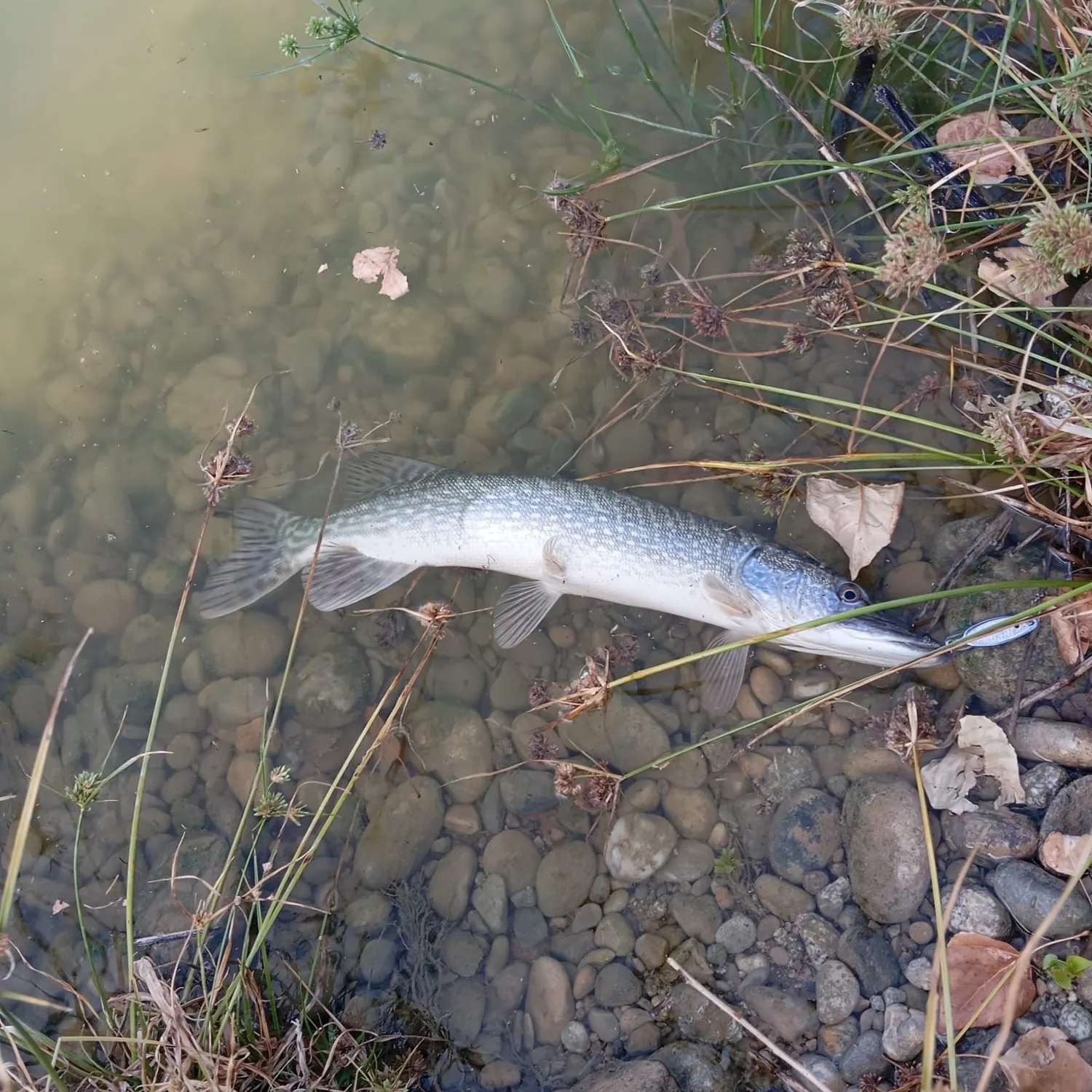 Northern pike caught on Fishbrain