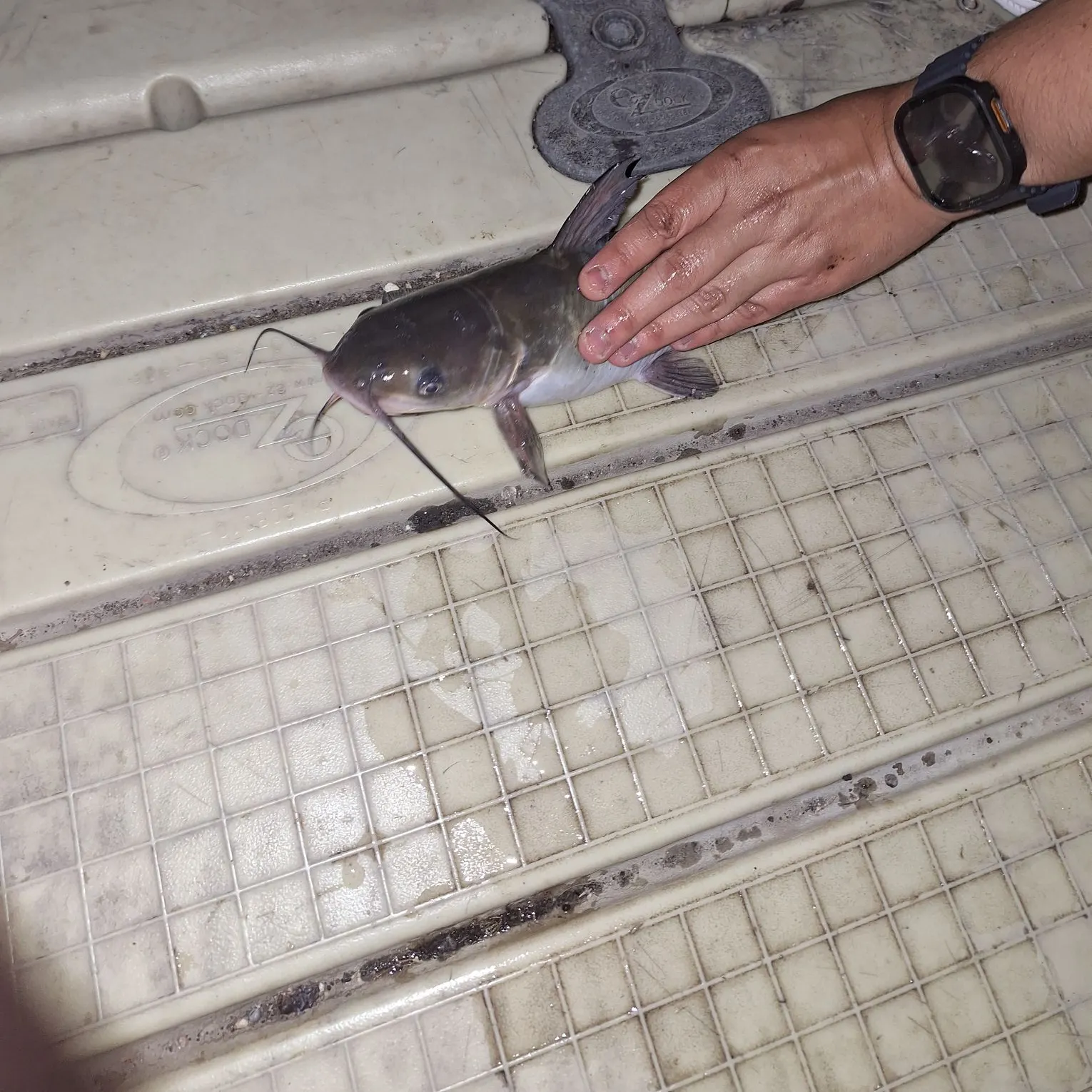 Channel catfish caught on Fishbrain