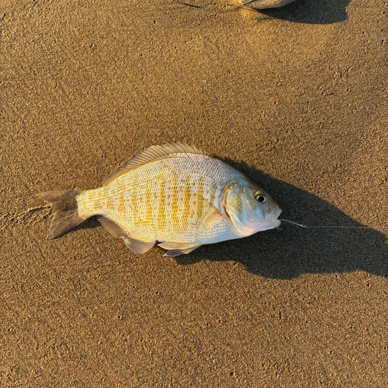 Barred surfperch caught on Fishbrain