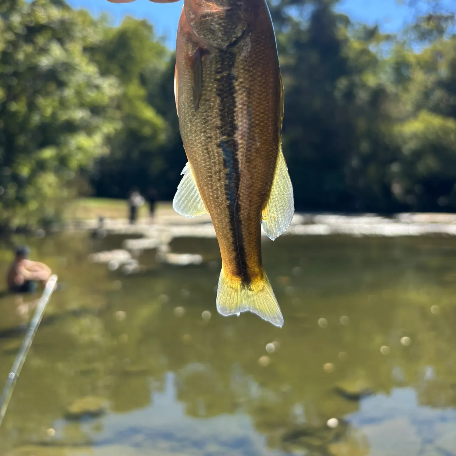 Spotted bass caught on Fishbrain