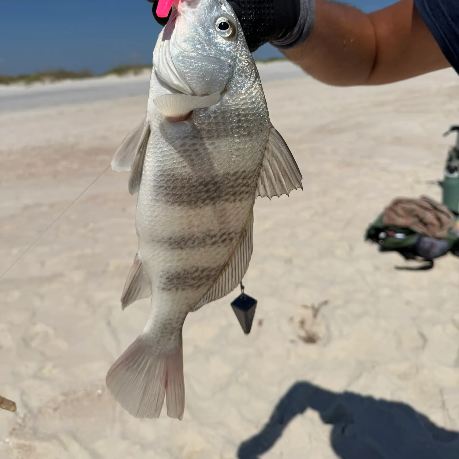 Black drum caught on Fishbrain