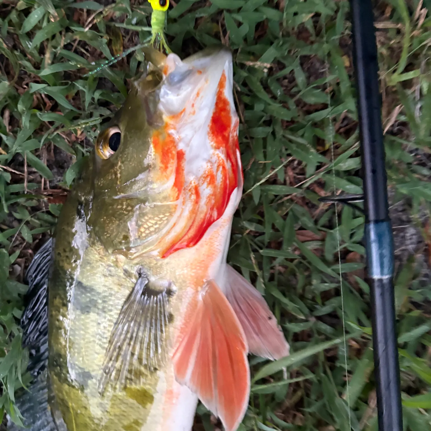 The most recent Butterfly peacock bass catches on Fishbrain