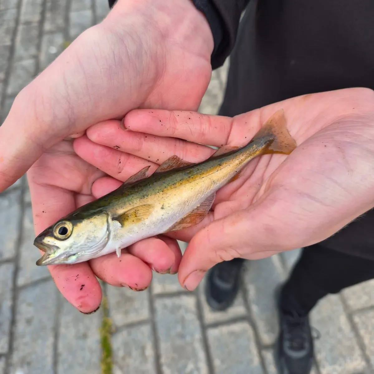 Pollack caught on Fishbrain