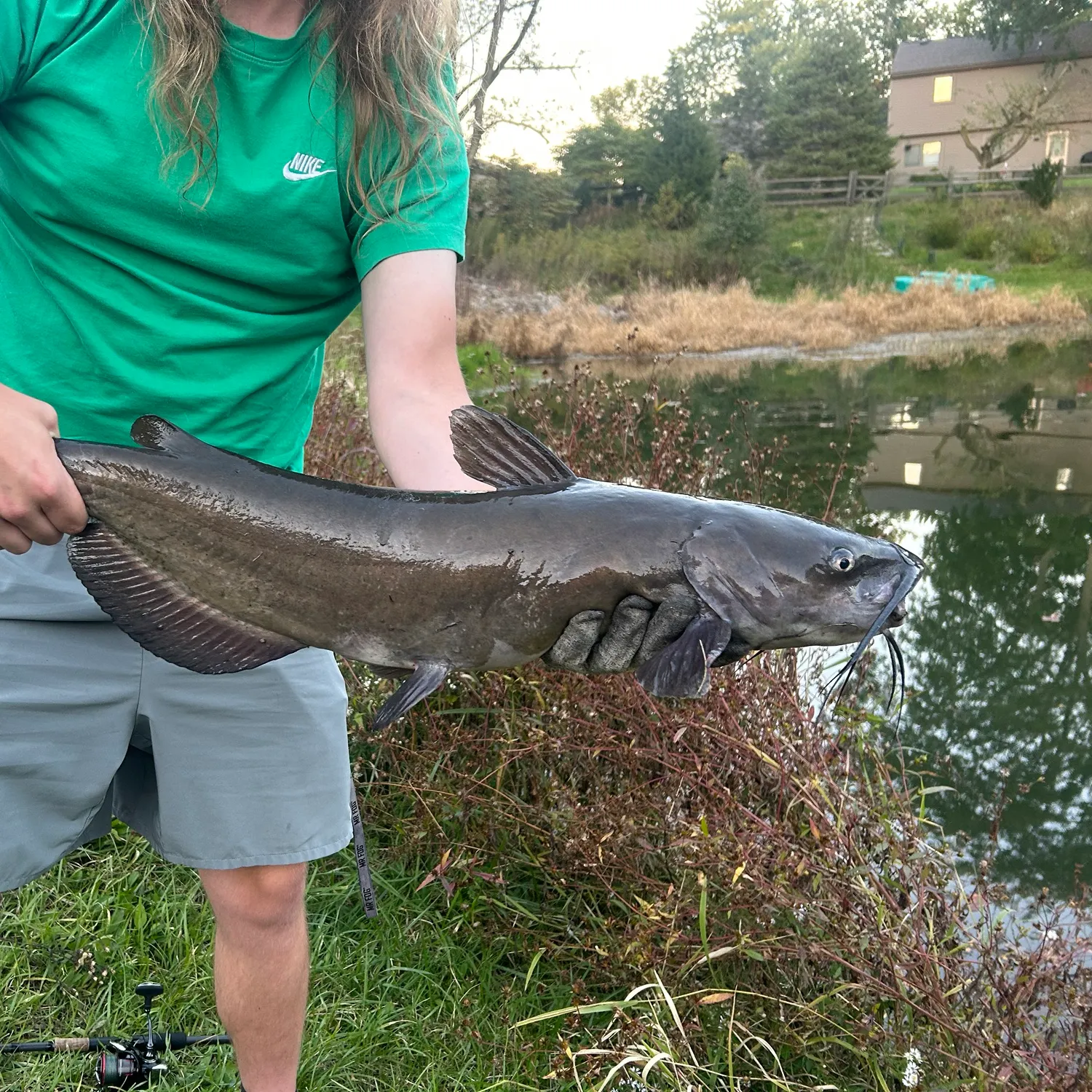 Channel catfish caught on Fishbrain