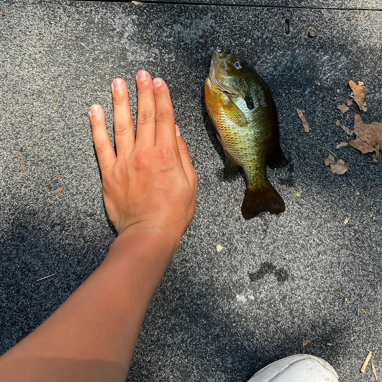 catch