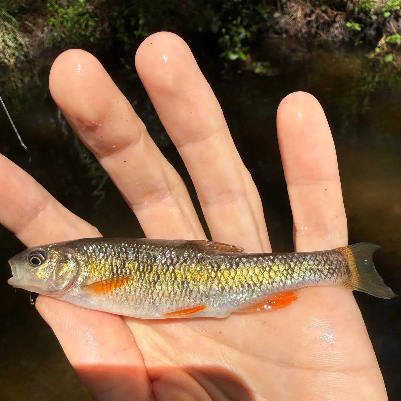 The most recent Sandhills chub catches on Fishbrain